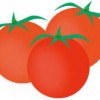 ミニトマト栽培にチャレンジ！でもどの品種を選べばいい？