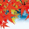 紅葉狩りの名所大阪を観光めぐり　見頃の時期はいつなの？