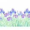 水郷潮来あやめまつりの開花情報やアクセスについてご紹介